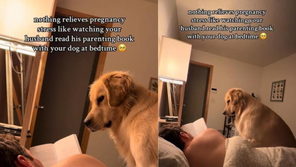 Video: Golden Retriever Joins Dad to Read a Book for Pregnant Mom