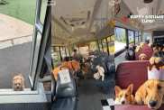 Video: Dogs Running From the Door to Daycare Pickup Bus Is the Cutest