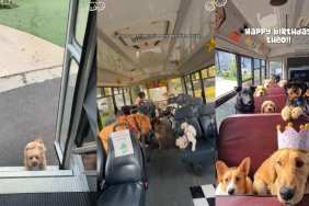 Video: Dogs Running From the Door to Daycare Pickup Bus Is the Cutest