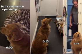Video: Golden Retriever Ignores Dad When He Comes Home Late
