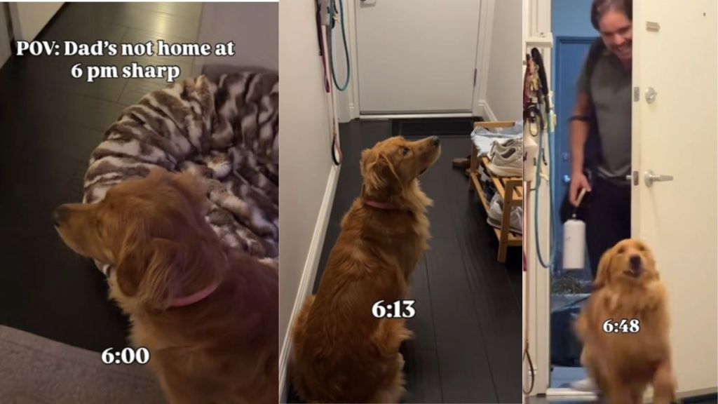 Video: Golden Retriever Ignores Dad When He Comes Home Late