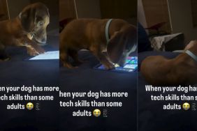 Video Shows Dog Using an iPad Like It's Supposed to Be Used