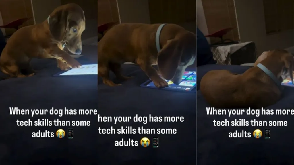 Video Shows Dog Using an iPad Like It's Supposed to Be Used