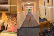 Video: Golden Retriever Surprises Owners by Doing This at the Hotel