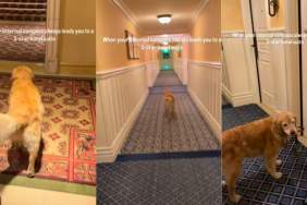 Video: Golden Retriever Surprises Owners by Doing This at the Hotel