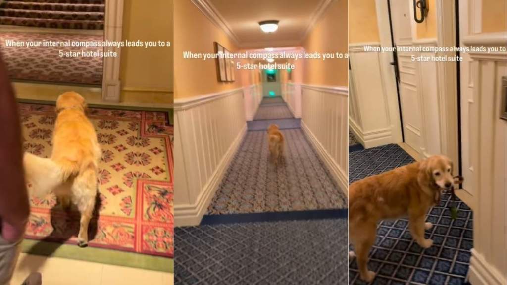 Video: Golden Retriever Surprises Owners by Doing This at the Hotel