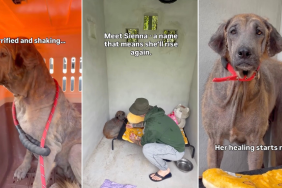 Stray Dog Without Fur Gets a Shot at Recovery in Moving Video