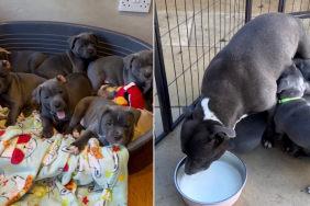 Puppies Running to Their Food Bowl During Feeding Time Is Adorable