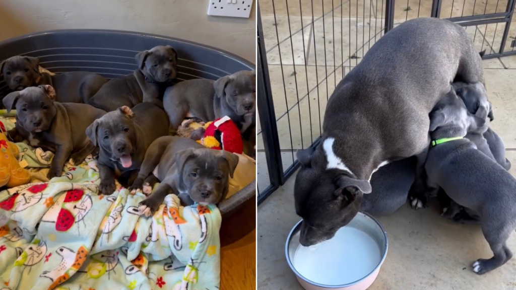Puppies Running to Their Food Bowl During Feeding Time Is Adorable