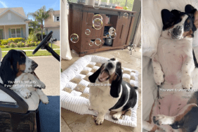 Video Shows Dog Is in the 'Middle of Everything' & It's Too Cute