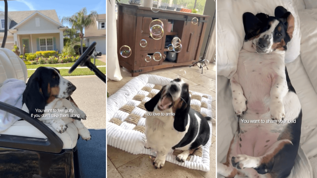 Video Shows Dog Is in the 'Middle of Everything' & It's Too Cute