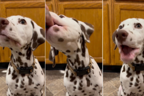 Video: Puppy's Chewing Style Goes Viral & You'll See Why