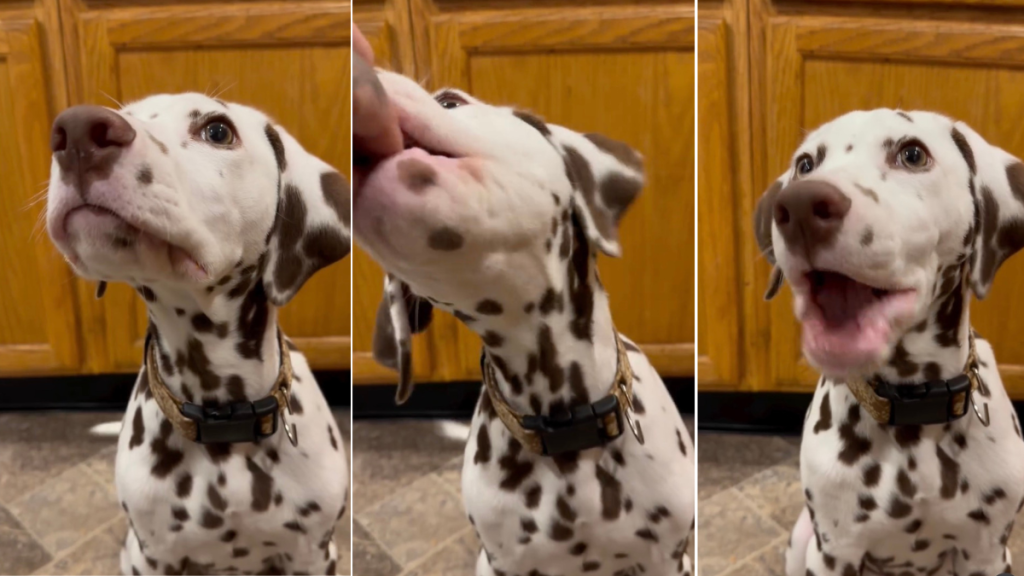 Video: Puppy's Chewing Style Goes Viral & You'll See Why