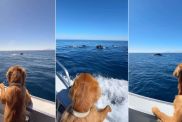 Golden Retriever Watches Whales & Dolphins Swim Alongside in Scenic Video