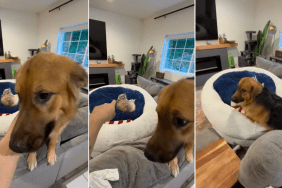 Video: Owner Teaches Dog Bravery After Cat Kicks Him Out of Bed