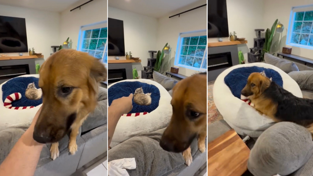 Video: Owner Teaches Dog Bravery After Cat Kicks Him Out of Bed