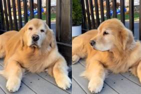 Video: Golden Retriever Is More Than Just Loving the Wind in His Hair