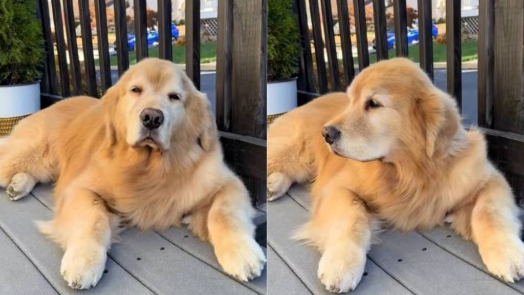 Video: Golden Retriever Is More Than Just Loving the Wind in His Hair