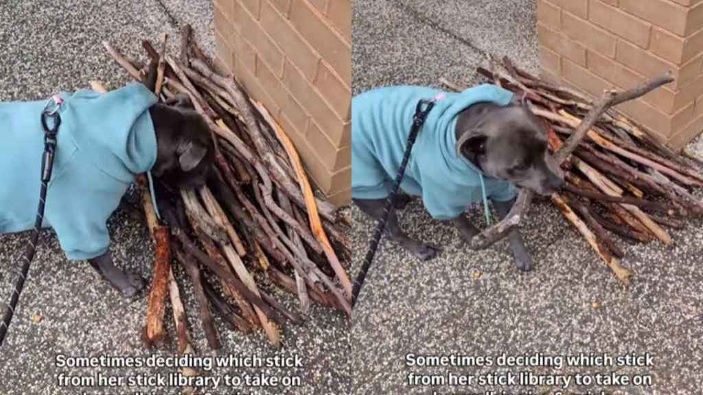 Video: Dog Browses Through Stick Library To Choose Walk Companion