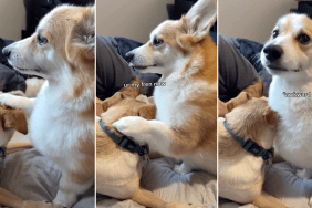 Video: 'Socially Awkward' Corgi Likes Petting Other Dogs