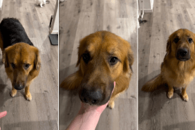 Video Tells the Story of a ‘Protective’ Golden Shepherd