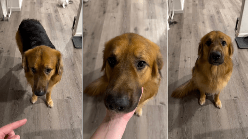 Video Tells the Story of a ‘Protective’ Golden Shepherd