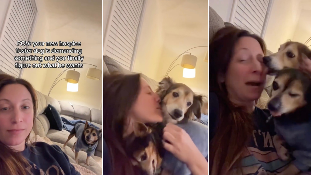Video: Hospice Foster Dog Is 'Bossy' When Demanding Pets