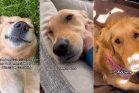 Golden Retriever's 'Random Cute Things' Showcased in Adorable Video