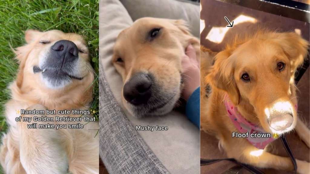 Golden Retriever's 'Random Cute Things' Showcased in Adorable Video