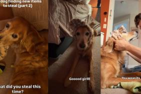 Video: Dog Steals Headband Just To Be ‘One of the Girls'