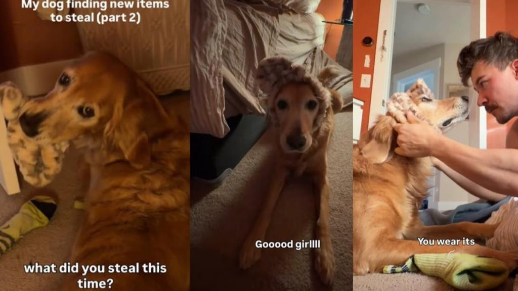 Video: Dog Steals Headband Just To Be ‘One of the Girls'