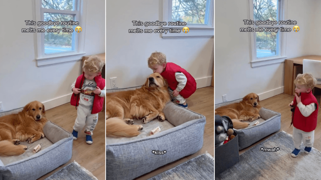 Video: Golden Retriever & Baby Boy's 'Goodbye Routine' Melts Owner