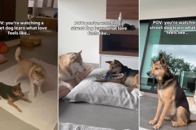 Video Shows 'Street Dog' Experiencing Love Like Never Before
