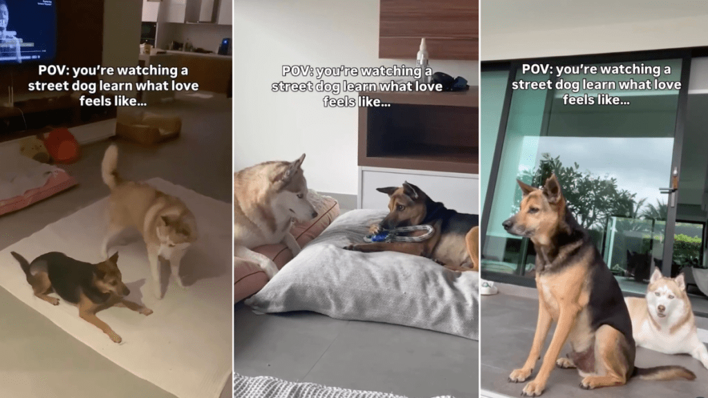 Video Shows 'Street Dog' Experiencing Love Like Never Before