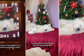 Dog Did This Adorable Thing in the Middle of Christmas Photoshoot