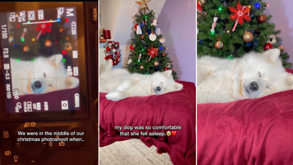 Dog Did This Adorable Thing in the Middle of Christmas Photoshoot