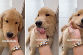 Video: Golden Retriever Puppy Learning to Use Her Tongue Is Too Cute