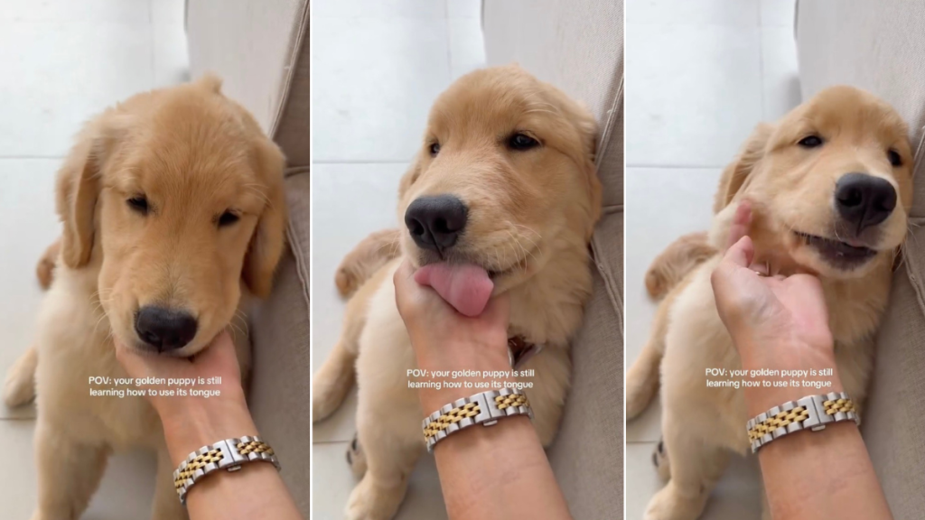 Video: Golden Retriever Puppy Learning to Use Her Tongue Is Too Cute