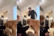 Video: Dog’s First Meeting With Goldador Puppy Is Too Cute