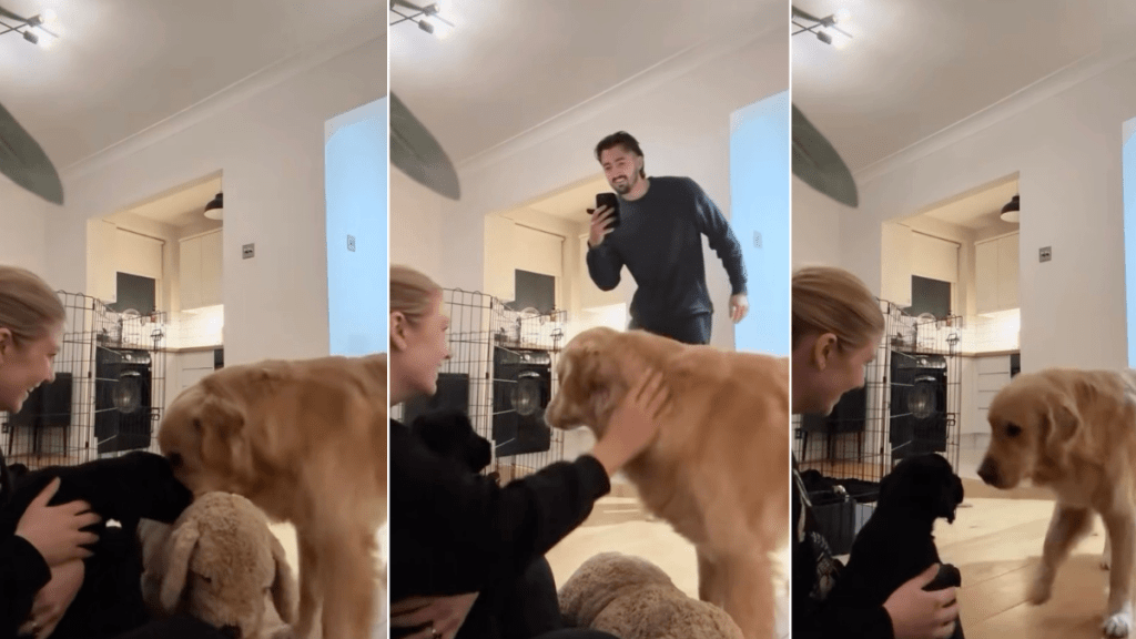 Video: Dog’s First Meeting With Goldador Puppy Is Too Cute