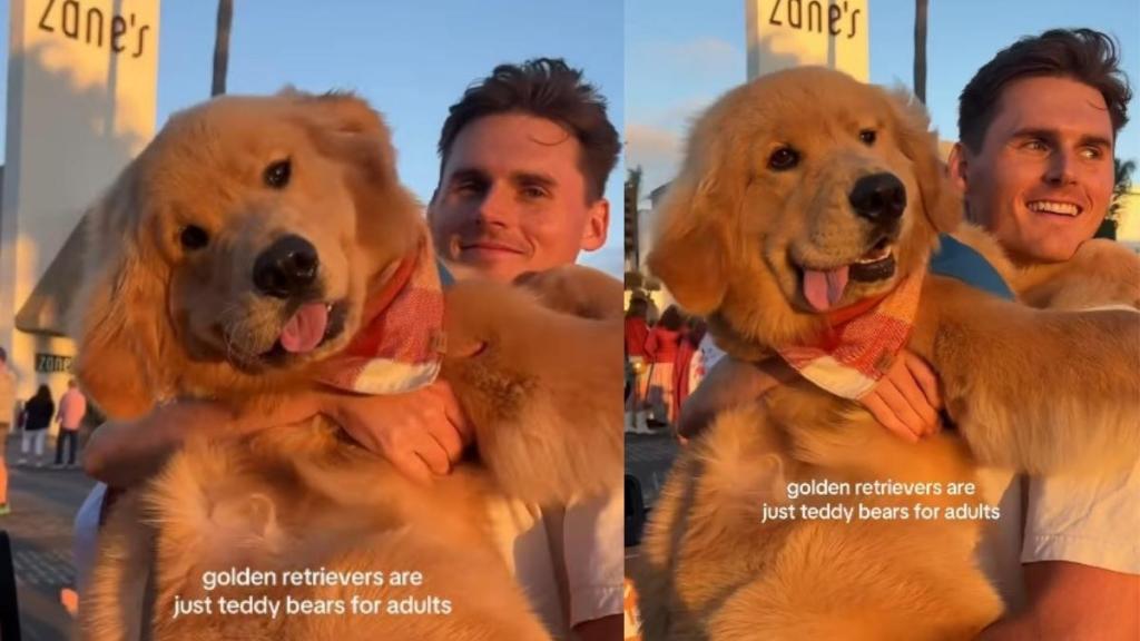 Golden Retriever's Sun-Kissed Video Goes Viral & You'll See Why