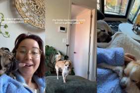 Video: Foster Dog's Coziness With Owner Has Pet Jealous