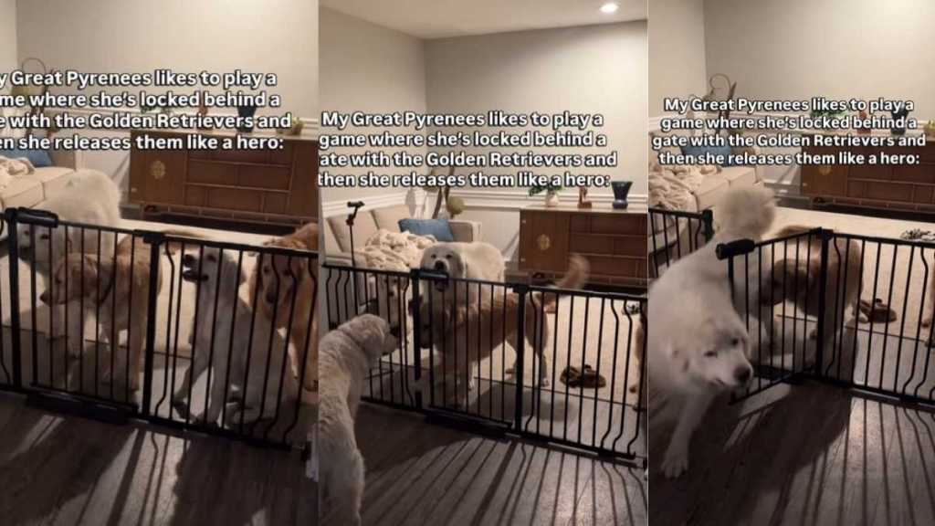 Video: Owner Proves Great Pyrenees Has ‘Twisted Sense of Humor'