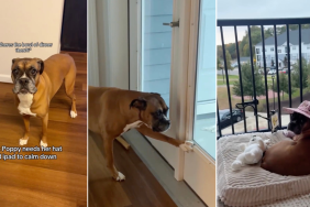 Video: Boxer Needs Her ‘Hat & Ipad’ To Stop Being Mad at Mom