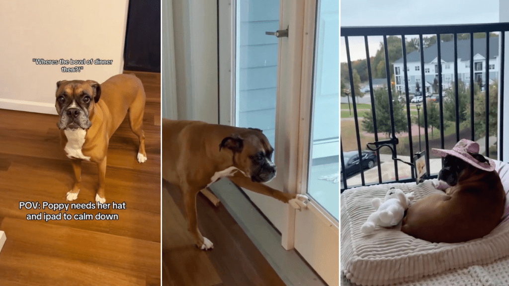 Video: Boxer Needs Her ‘Hat & Ipad’ To Stop Being Mad at Mom