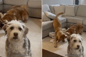 Video: Dog Conveniently Ignores His Siblings Causing Chaos