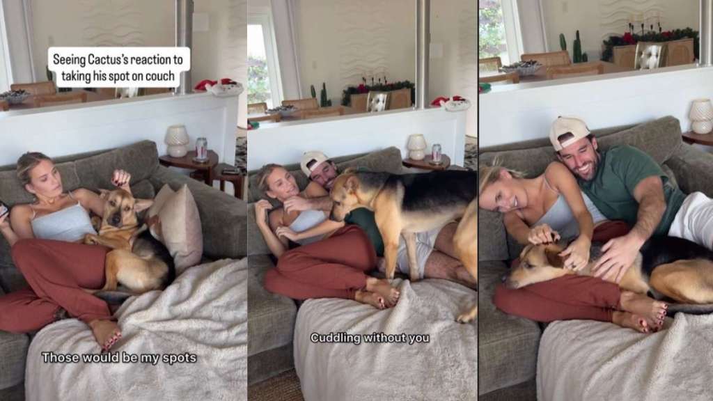 Rescue Puppy's Surprise Reaction to Losing His Spot on the Couch Is Priceless