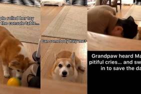 Video Shows How Corgi Gets Her Lost Ball Back