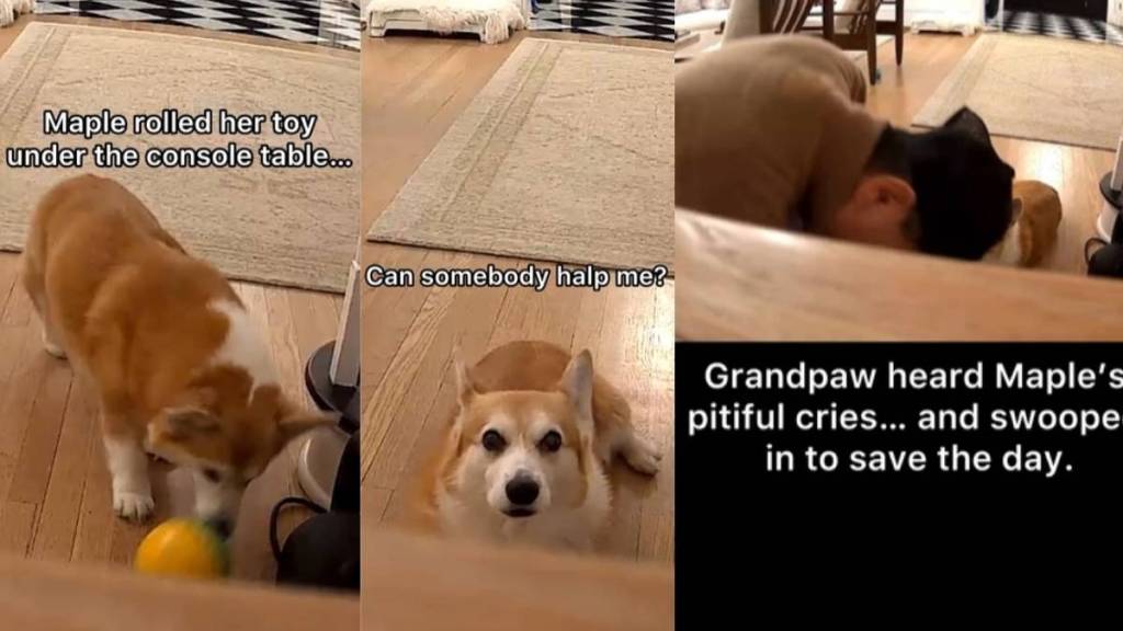 Video Shows How Corgi Gets Her Lost Ball Back