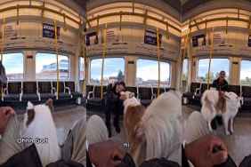 Gentle Giant Dog Draws Attention of Co-Traveler on the Train & You'll See Why